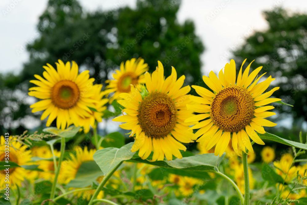 Obraz premium Sunflower