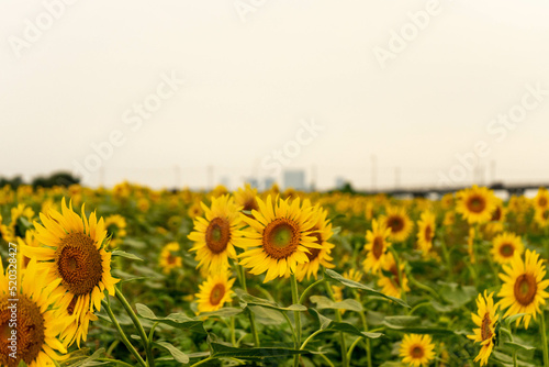 Fototapeta Naklejka Na Ścianę i Meble -  sunflower and sky