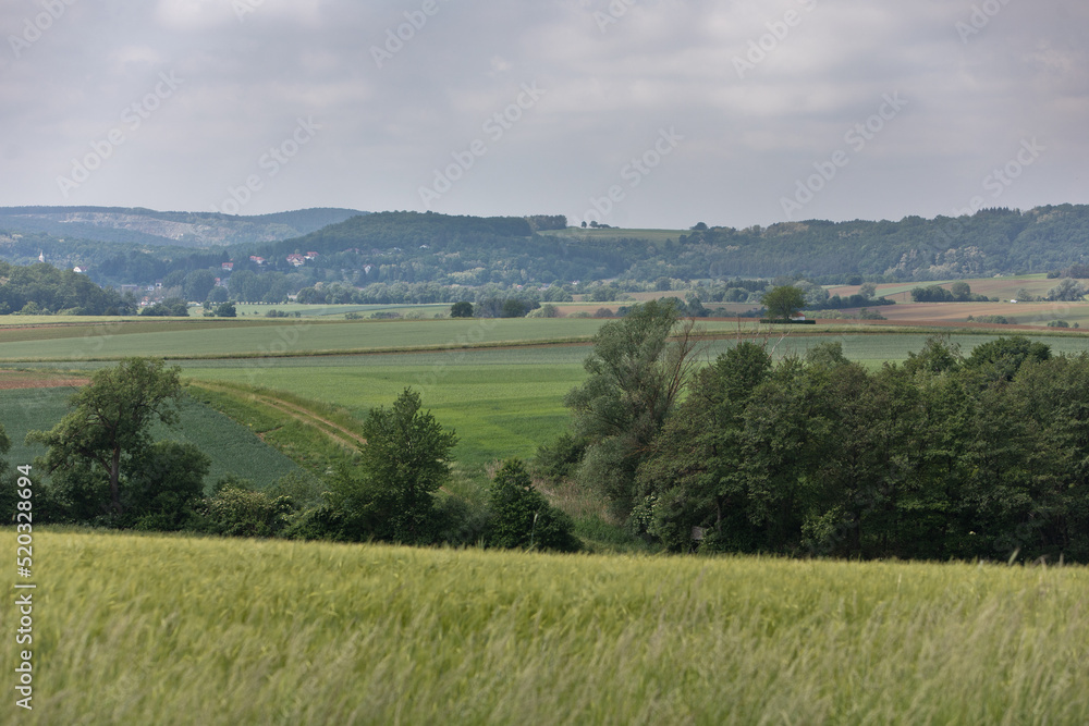 Obraz premium Beauty and tranquility in farming. Natural and healthy living in a village. Summer landscape with field of wheat in Burgenland, Austria