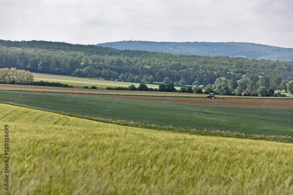 Beauty and tranquility in farming. Natural and healthy living in a village. Summer landscape with field of wheat in Burgenland, Austria