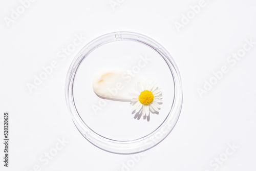 White cosmetic face cream texture in petri dish with camomile flowers extract. Lotion smear on white background. Beauty skincare product swatch. cream smudge