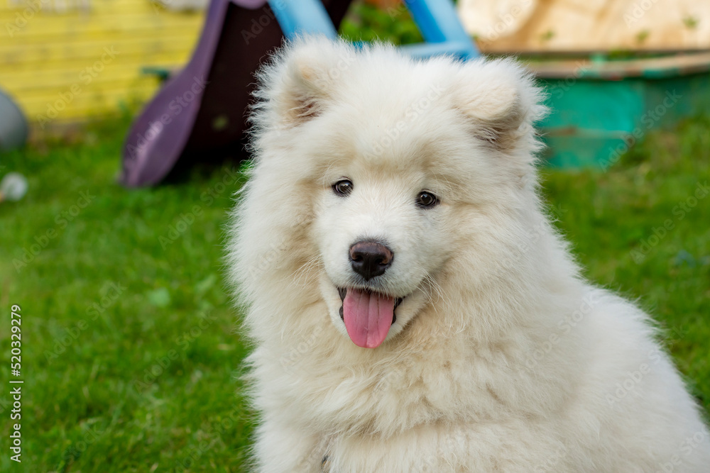 Head of cute samoyed puppy Head of cute samoyed puppy