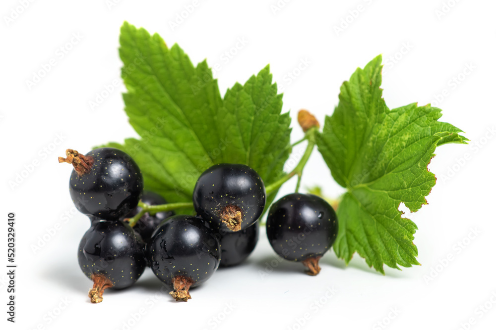 Black currant with leaves isolated. close up Black currant with leaves isolated. close up