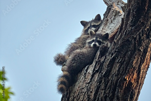 Junge Nordamerikanische Waschbären ( Procyon lotor ). photo