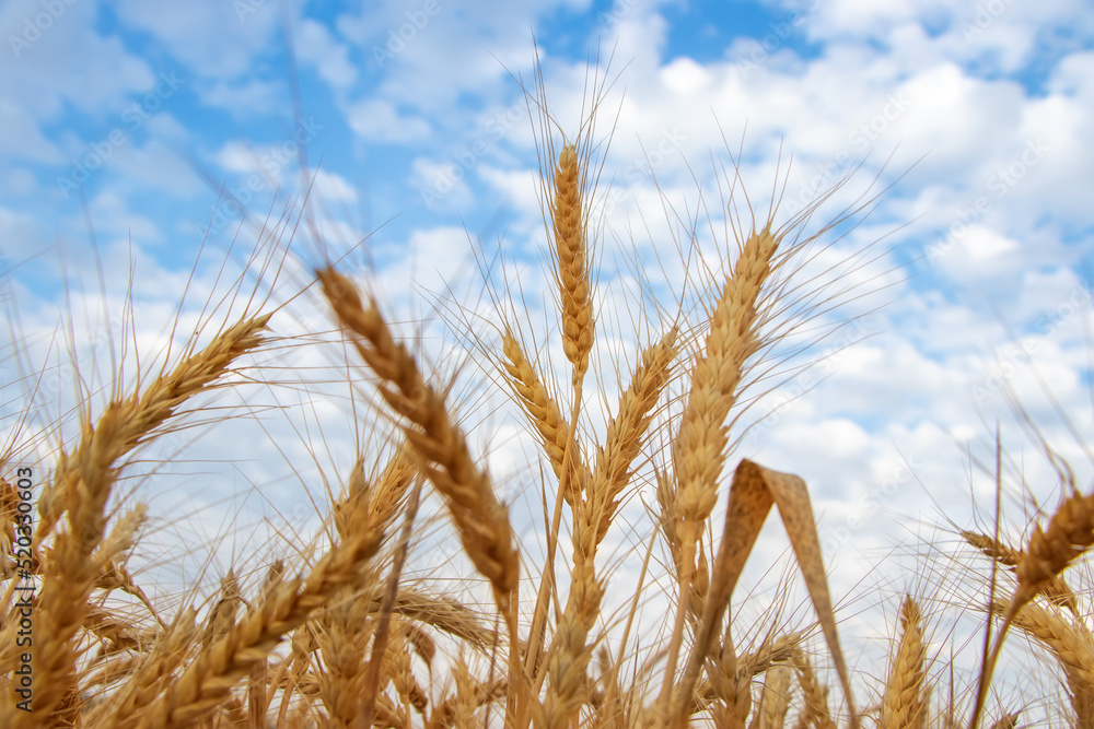 Gold wheat field and blue sky background Gold wheat field and blue sky background