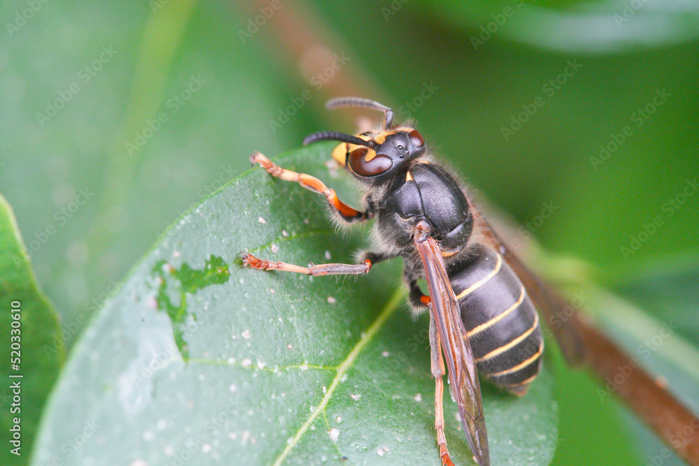 Naklejka premium Hornisse (Vespa crabro)