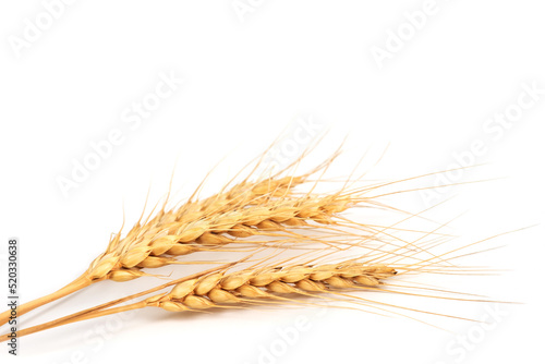 Three wheat spikelets on white background close up