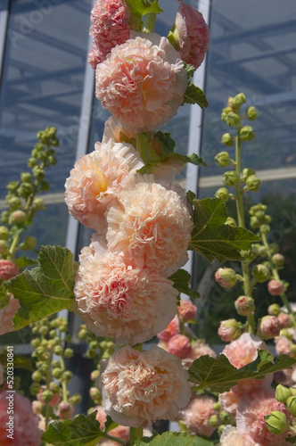 Beautiful pink flowers Alcea double close-up in the city park