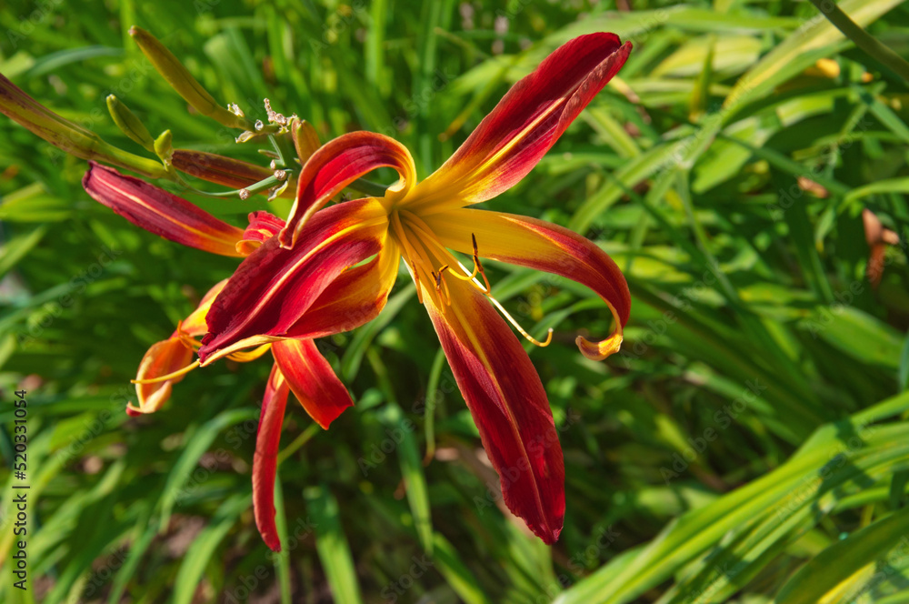 Beautiful bright Daylilies Great Red Dragon flowers close-up in a flower garden on a sunny day Beautiful bright Daylilies Great Red Dragon flowers close-up in a flower garden on a sunny day