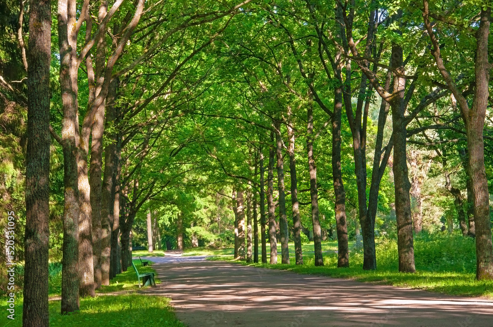 Beautiful alley of green trees and outdoor benches in a summer park Beautiful alley of green trees and outdoor benches in a summer park