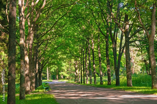 Beautiful alley of green trees and outdoor benches in a summer park