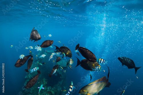Underwater sea life with school of tropical fishes and wreck ship in ocean