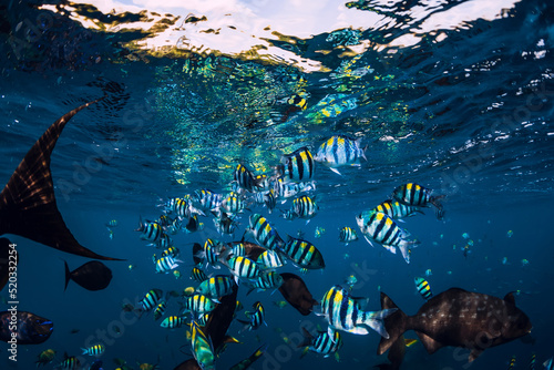 School of tropical fish in ocean. Underwater sea life. photo