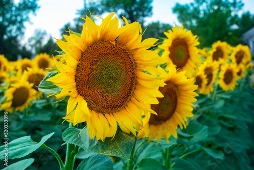 Sunflower flower on agriculture field background