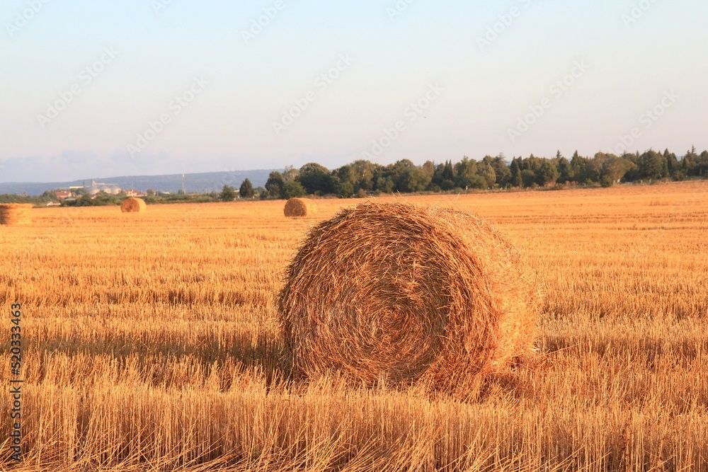 Straw in rolls on the field at the end of summer