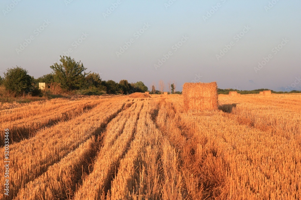 Straw in rolls on the field at the end of summer