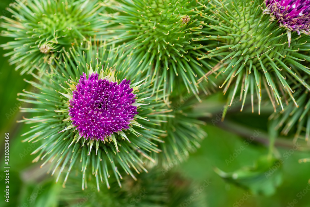 Greater burdock or edible burdock flowers, Arctium lappa Greater burdock or edible burdock flowers, Arctium lappa