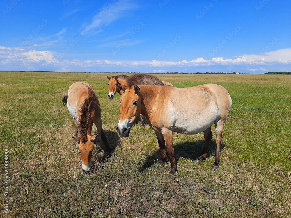 Horses in the summer field