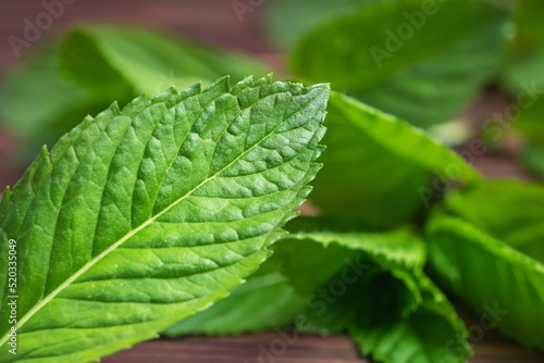 Mint leaf. Fresh mint on white background. Mint leaves isolated. Full depth of field.