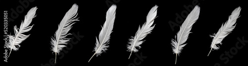 Photographie white feather of a goose on a black background