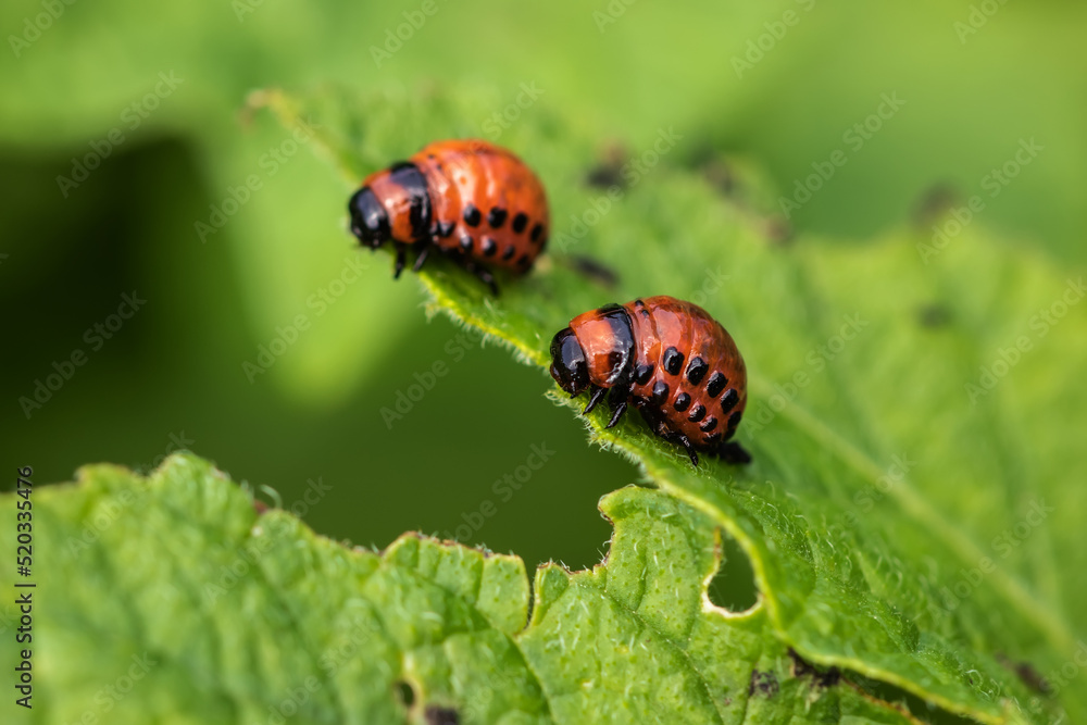 Fototapeta premium Colorado potato beetle and red larva crawling and eating potato leaves.