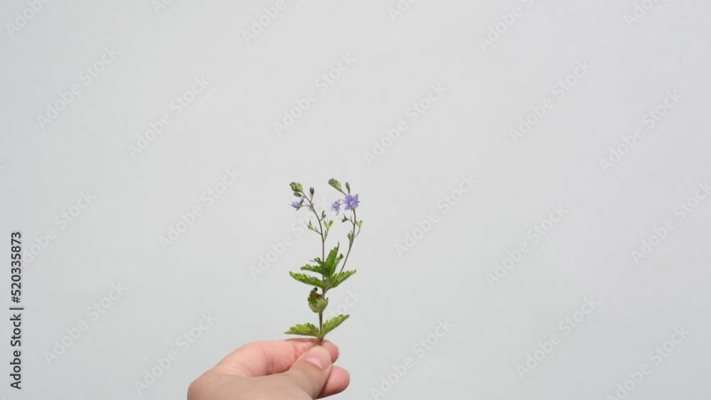 Hand holding young plant isolate on white background. Female hand with little blooming plant. Concept of Environmental and Ecology protection. World Environment Day.
Hand holding young plant isolate on white background. Female hand with little blooming plant. Concept of Environmental and Ecology protection. World Environment Day.