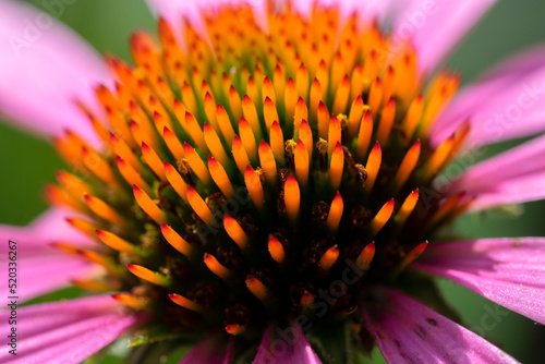 Close Up Of A Purple Coneflower At Amsterdam The Netherlands 17-8-2022