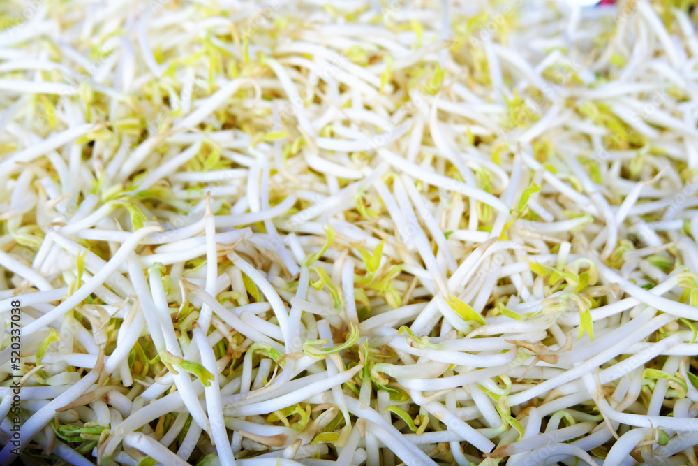 Close Up of White Bean Sprout texture, Clean raw sprouted mung beans background read for cooking, Plant-based sources of protein and digestive health benefits, Raw Chinese bean sprout background.