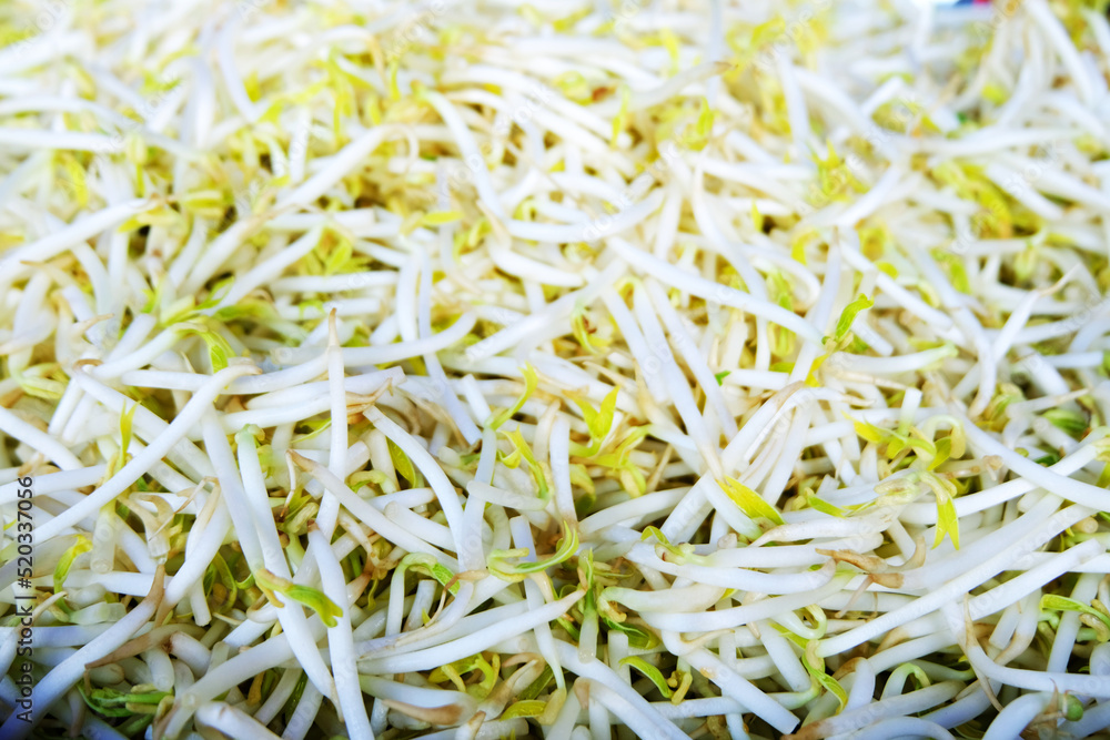 Close Up of White Bean Sprout texture, Clean raw sprouted mung beans background read for cooking, Plant-based sources of protein and digestive health benefits, Raw Chinese bean sprout background. Close Up of White Bean Sprout texture, Clean raw sprouted mung beans background read for cooking, Plant-based sources of protein and digestive health benefits, Raw Chinese bean sprout background.