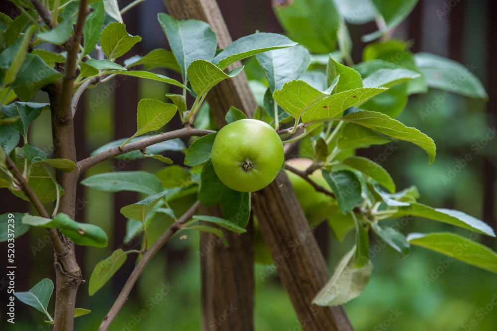 An apple grows on a tree branch