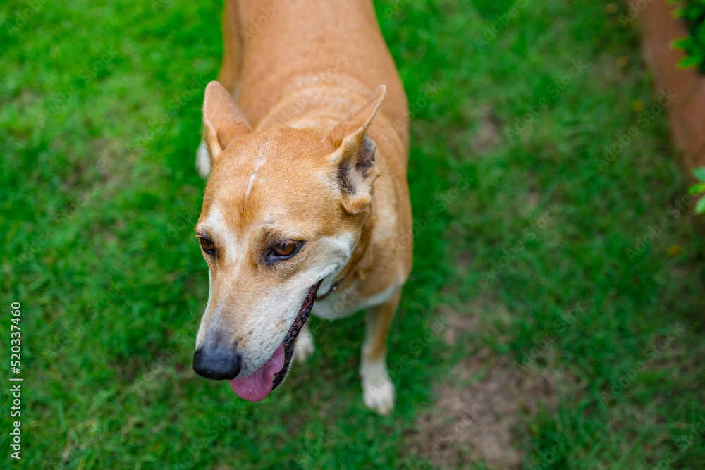Happy and active purebred Welsh Thai dog outdoors in the grass. Happy and active purebred Welsh Thai dog outdoors in the grass.