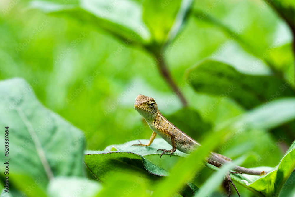 Selective focus of a Ground Agama Lizard in the garden
