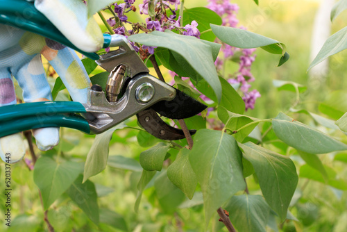 Process of pruning lilacs after flowering. garden scissors