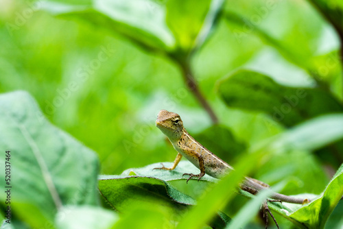 Selective focus of a Ground Agama Lizard in the garden © Vung