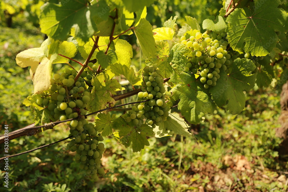 raisin jura raisin jura