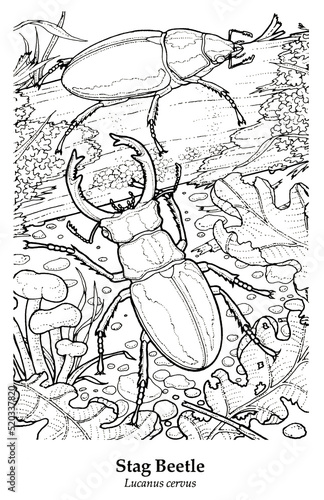 Stag Beetle. Lucanus cervus The largest British beetle, found mainly in SE England. Seen in broadleaved woodland, particularly oakwood; also may be found in gardens. Only the male has huge mandibles.