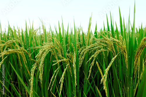 Landscape yellow paddy field wait for harvest  Rice Field. Close Up of yellow paddy rice field with green leaf and Sunlight in the morning time  Rice field and sky background pattern texture  Nature