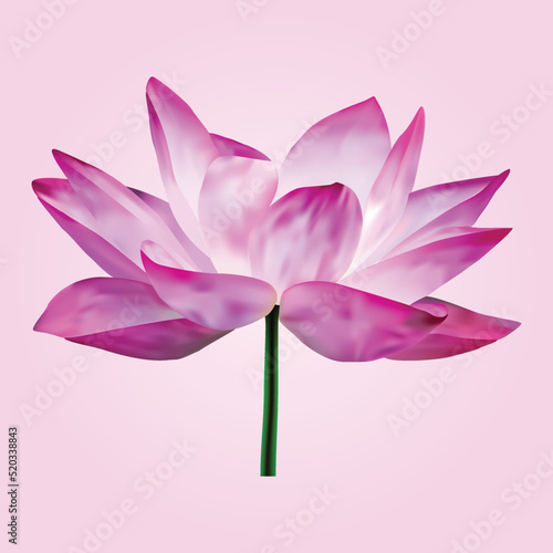 Single beautiful lotus flower isolated