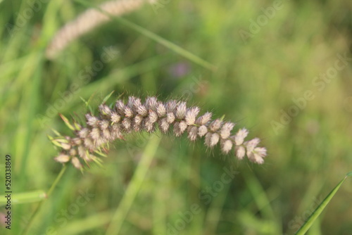 Pennisetum pedicellatum, also known as desho grass or desho grass, is a grass native to Ethiopia from the angiosperm monocot plant family Poaceae photo