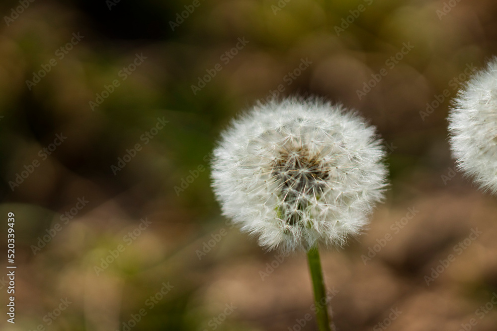 Dandelions blooming in the summer