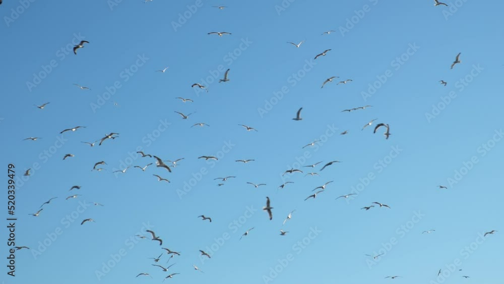 Many seagulls are flying in the blue sky in slow motion Many seagulls are flying in the blue sky in slow motion