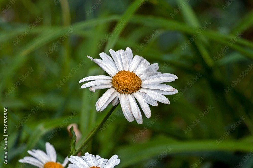 Fototapeta premium White chamomile grows on the lawn