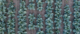 Fresh green cabbage in the farm field. Landscape aerial view of a freshly growing cabbages heads in line. Vivid agriculture field in rural area top view or drone shot. Background or texture banner