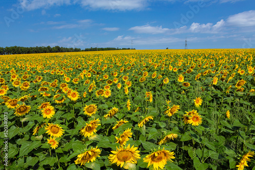 Panorama Landscape Of Sunflower fields And blue Sky clouds Background.