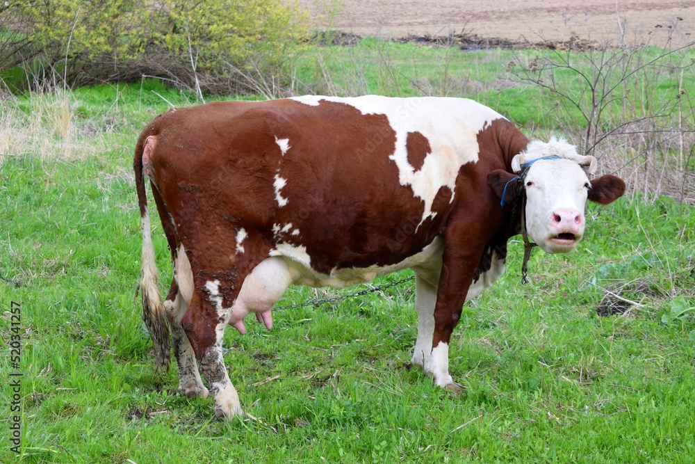 Brown with white cow on the background of green grasses Brown with white cow on the background of green grasses