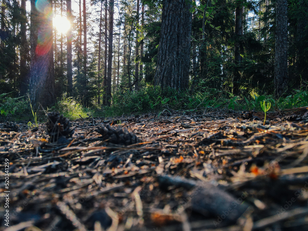 Obraz premium Peat and cones in a clearing of a coniferous forest. Seasonal natural backdrop with bokeh, sun flare and shallow depth of field. Close-up with space for text and selective focus
