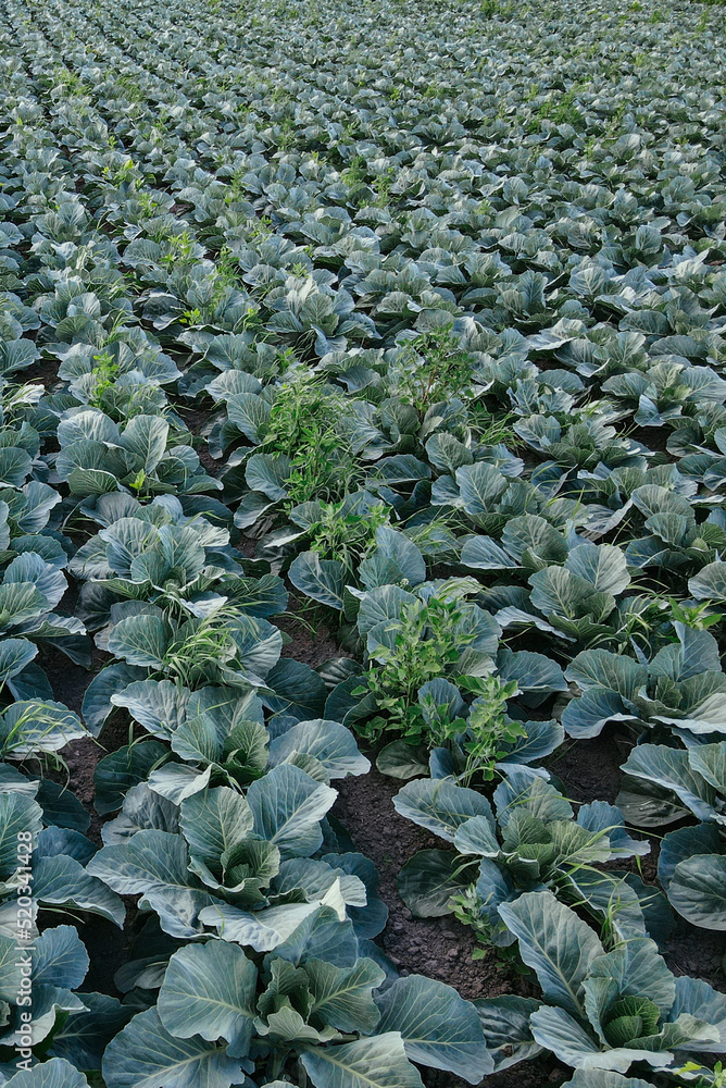 Fresh green cabbage in the farm field. Landscape aerial view of a freshly growing cabbages heads in line. Vivid agriculture field in rural area top view or drone shot. Background or texture banner Fresh green cabbage in the farm field. Landscape aerial view of a freshly growing cabbages heads in line. Vivid agriculture field in rural area top view or drone shot. Background or texture banner