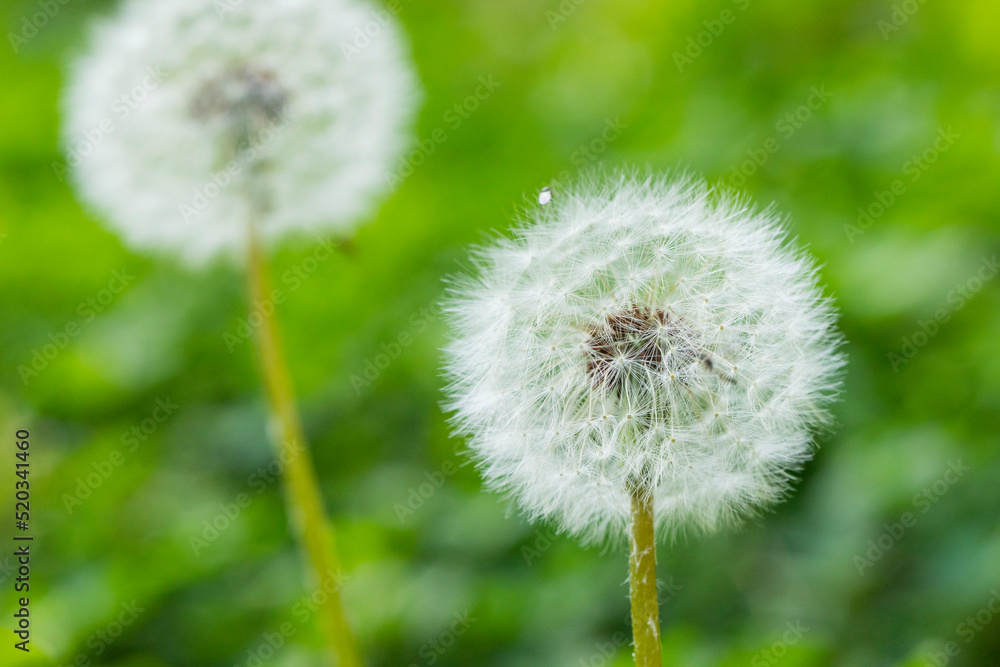 Dandelions blooming in the summer