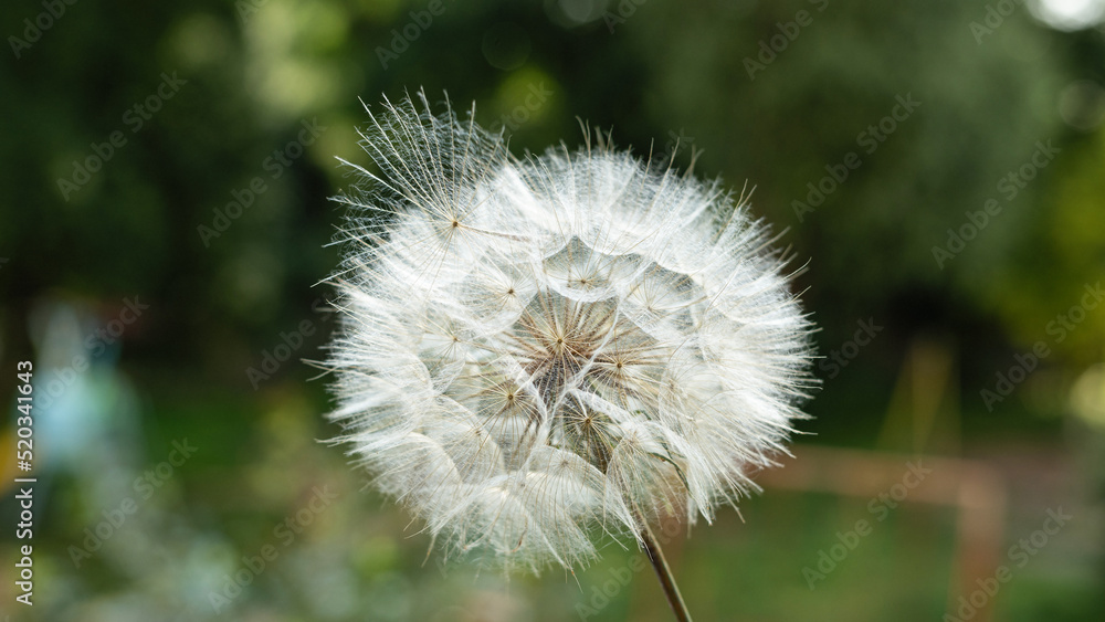 Fototapeta premium Large dandelion flower with seeds on a green background in defocus, wallpaper, screensaver, close-up