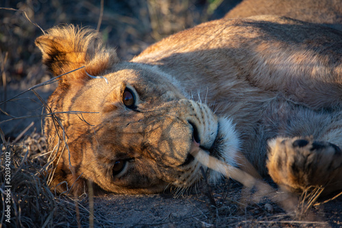 Lioness resting in the afternoon heat at the Sabi Sands game reserve in South Africa photo